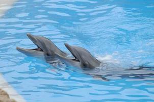 grå delfin på en mycket blå vatten foto