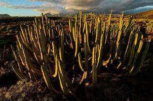 öken- se med kaktus foto