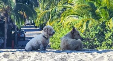 hundar koppla av spela i sand på strand med palmer Mexiko. foto