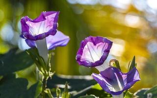 skön morgon- ära växt blomma på gryning i skog Mexiko. foto