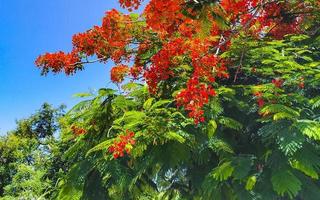 vackra tropiska lågan träd röda blommor flamboyant delonix regia mexico. foto