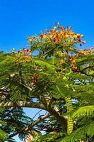 vackra tropiska lågan träd röda blommor flamboyant delonix regia mexico. foto