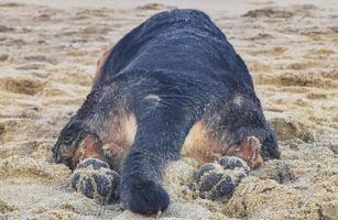 hund liggande på strand sand och avkopplande mazunte Mexiko. foto