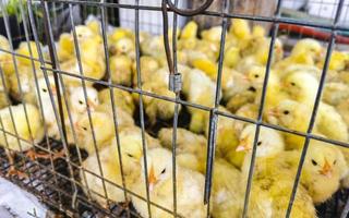 små gul kycklingar kycklingar instängd i bur i Mexiko. foto