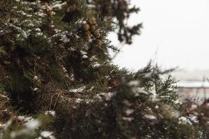 vit snö på en bar träd grenar på en frostig vinter- dag, stänga upp. naturlig bakgrund. selektiv botanisk bakgrund. hög kvalitet Foto