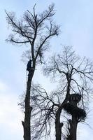 ett arborist nedskärningar en lång, torr lind träd, en jobb med en hög risk till liv. foto