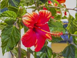 närbild bild av röd färgad hibiskus blomma i sommar foto