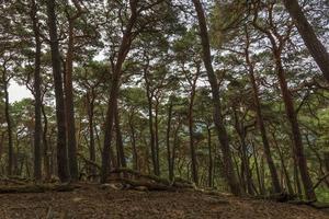 gammal skog i taunus bergen nära frankfurt foto