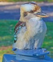 porträtt av en Sammanträde kookaburran tagen i Australien foto