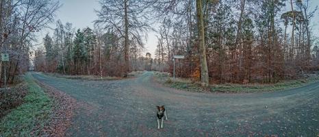panorama- bild av hund på en skog väg under de dag foto