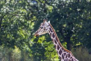 porträtt av ett afrikansk giraff tagen i en tysk Zoo foto