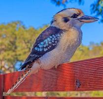 porträtt av en Sammanträde kookaburran tagen i Australien foto