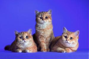 tre rödhårig brittiskt kort hår kattungar på en blå bakgrund foto