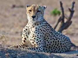 gepard i kruger nationell parkera i söder afrika foto