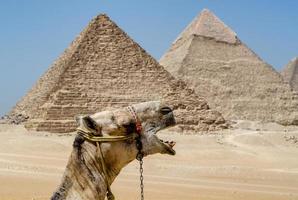 kamel i de egyptisk öken- nära de pyramider i luxor foto