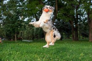 australier herde hund spelar med ett orange boll i de luft foto