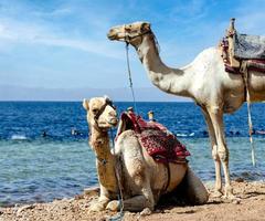 två kameler resten nära de Strand av de röd hav foto