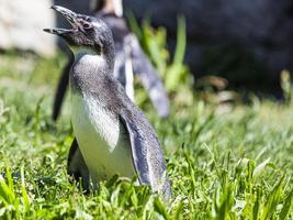 porträtt av en pingvin i en utomhus- inhägnad i en tysk Zoo foto