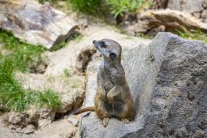 porträtt av en meerkat observera de område i en tysk Zoo foto