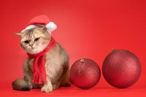 brittiskt kort hår katt utseende upp Nästa till två stor jul bollar på en röd bakgrund foto
