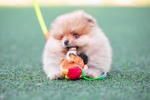 pomeranian valp nibbles en plysch leksak Anka på ett artificiell gräsmatta foto