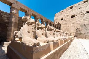 statyer av många får i de karnak tempel i luxor i egypten foto