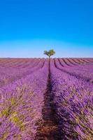 skön landsbygden i provence, lavendel- fält med ensam träd och lugn natur landskap. inspirera säsong- vår sommar blomning lavendel- blommor, naturlig solljus, fredlig natur se foto