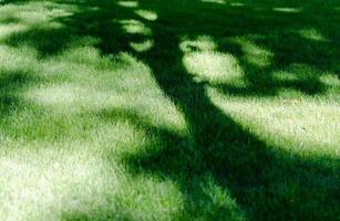 gräsmatta i en parkera med grön gräs och en skugga av en träd på den foto