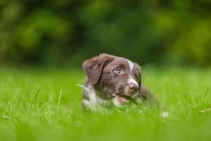 förtjusande porträtt av Fantastisk friska och Lycklig svart och vit gräns collie valp mot lövverk solnedgång ljus bokeh bakgrund. förtjusande huvud skott porträtt med kopia Plats foto