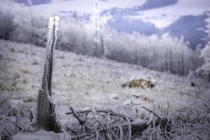 berg visningar av vinter- landskap foto