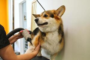 sällskapsdjur professionell bemästra groomer blåsa torkning corgi welsh pembroke hund efter tvättning i grooming salong. kvinna händer använder sig av hår torktumlare få päls torkades med en blåsare. djur- frisyr begrepp. närbild. foto