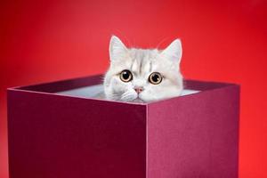 brittiskt kort hår katt sitter i en vinröd låda på en röd bakgrund foto