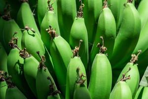 färsk naturlig bananer mat bakgrund närbild foto