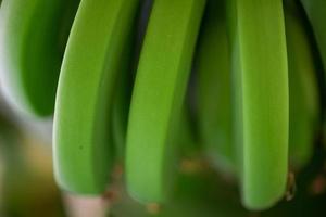 färsk naturlig bananer mat bakgrund närbild foto