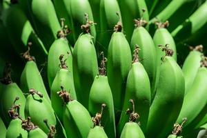 färsk naturlig bananer mat bakgrund närbild foto