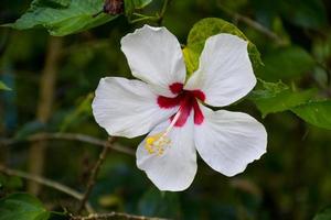 vit och röd hibiskus kronblad blomning skönhet natur i thai trädgård foto