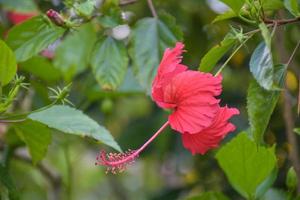 rosa hibiskus kronblad blomning skönhet natur i thai trädgård foto