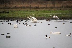 en se av en whooper svan på Martin ren natur boka foto