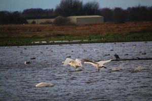 en se av en whooper svan på Martin ren natur boka foto