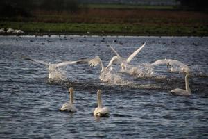 en se av en whooper svan på Martin ren natur boka foto