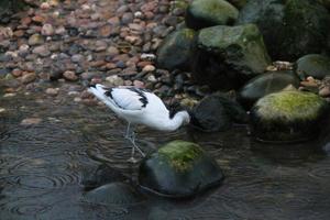 en se av ett avocet på Martin ren natur boka foto