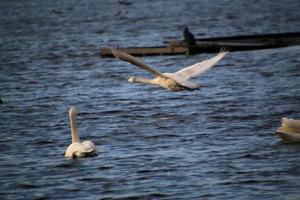 en se av en whooper svan på Martin ren natur boka foto