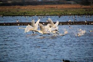 en se av en whooper svan på Martin ren natur boka foto