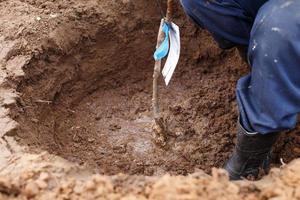 man plantering en frukt träd i hans trädgård foto