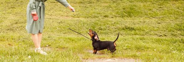 tax hund Hoppar för en pinne på en fält med grön gräs. kvinna spela med henne hund. baner foto