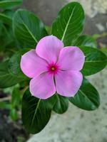 persimon är ett årlig buske inföding till madagaskar. dess vetenskaplig namn är catharanthus roseus don. foto