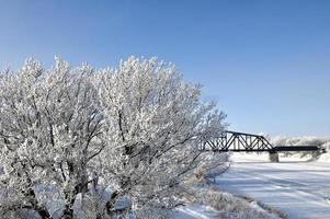 en järnväg bro dold förbi frost täckt träd foto