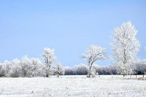 en snö täckt fält med frost täckt träd foto