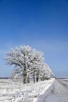 en rad av frost täckt träd linje en Land väg foto