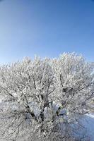 en frost täckt träd foto